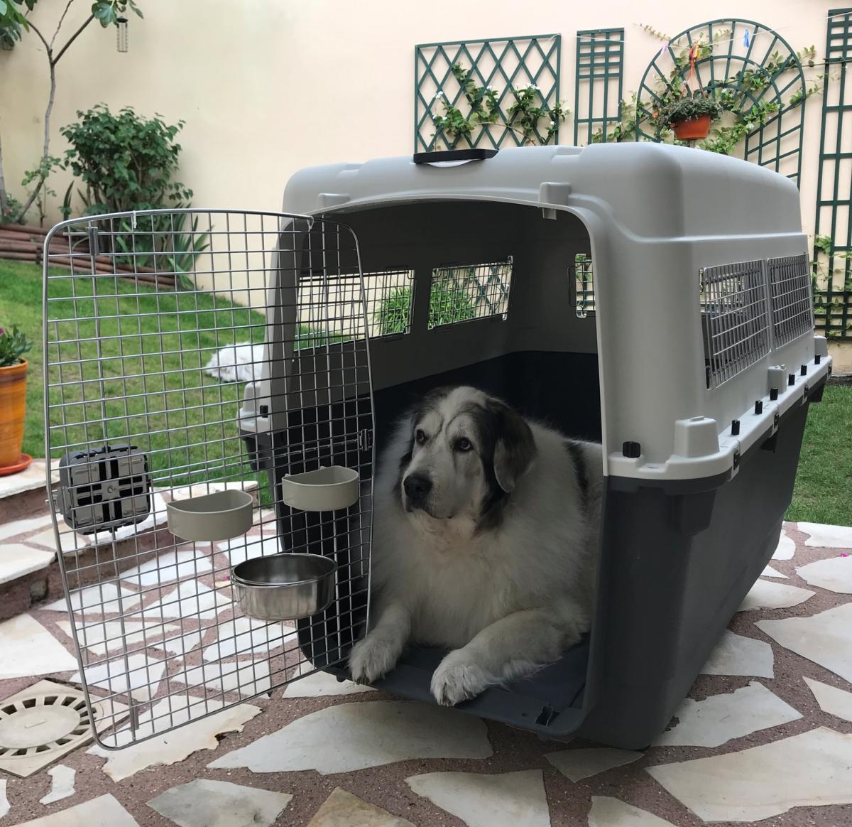 Commander en ligne une cage de transport pour chiens
